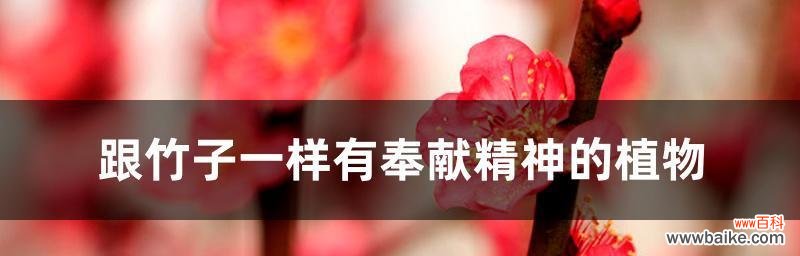 探寻胡杨树之美，解读花语之韵 胡杨树的花语和寓意