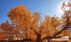 探寻胡杨树之美，解读花语之韵 胡杨树的花语和寓意