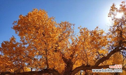 探寻胡杨树之美，解读花语之韵 胡杨树的花语和寓意