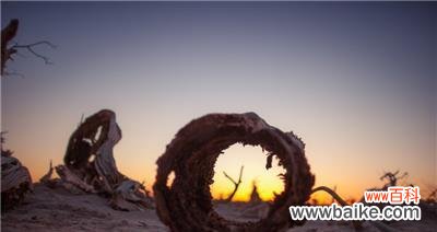 探寻胡杨树之美，解读花语之韵 胡杨树的花语和寓意