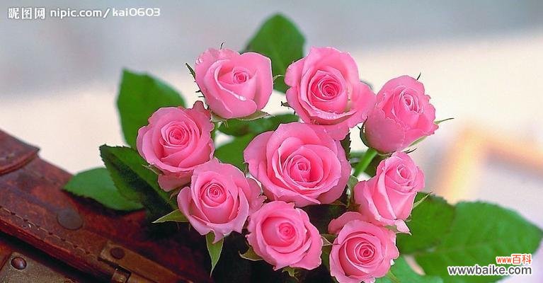 探究不同颜色玫瑰花的象征意义 解读玫瑰花的花语