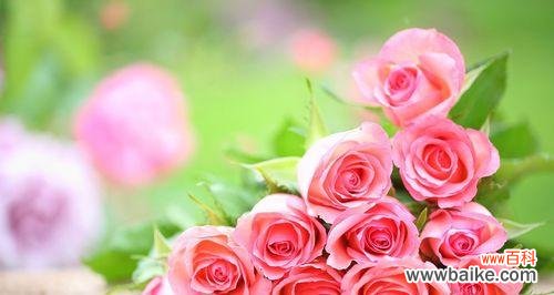 探究不同颜色玫瑰花的象征意义 解读玫瑰花的花语