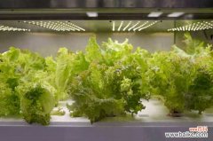 阳台怎么种生菜