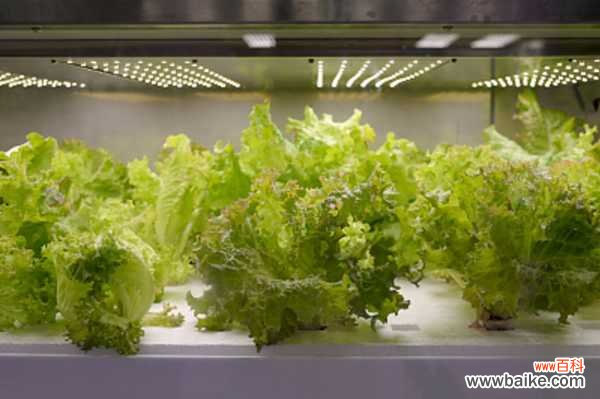 阳台怎么种生菜