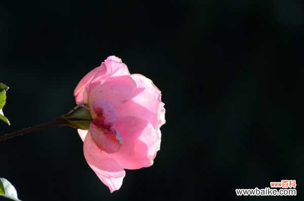 月季花盆景制作方法