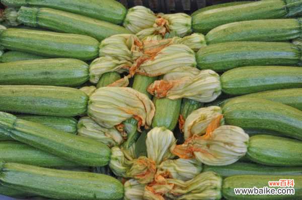 阳台西葫芦的种植方法