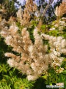 珍珠梅盆景怎么养