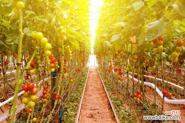 阳台西红柿的种植步骤