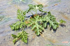 阳台的西瓜种植方法