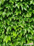 盆栽爬山虎怎样种