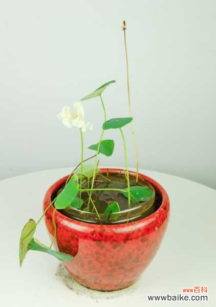 碗莲小盆景种植方法