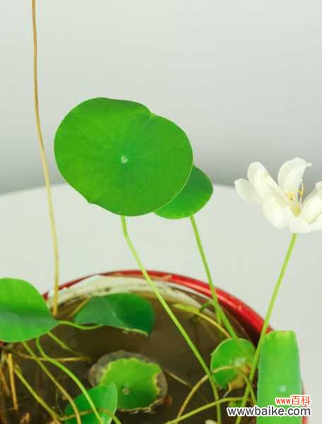 碗莲小盆景种植方法