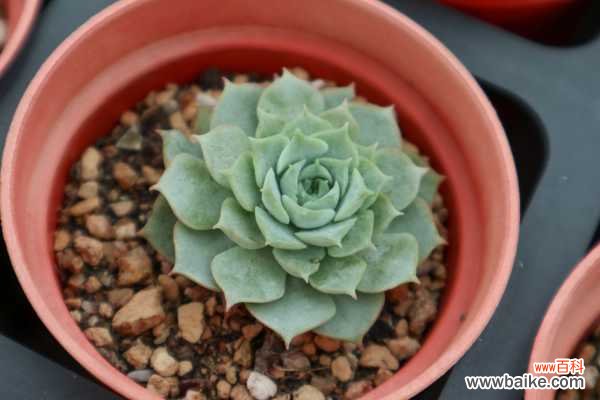 DIY多肉小盆栽