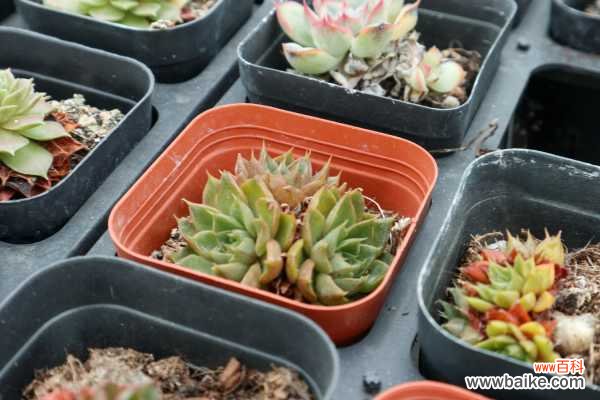 DIY多肉小盆栽