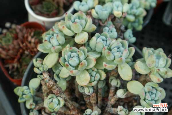 DIY多肉小盆栽