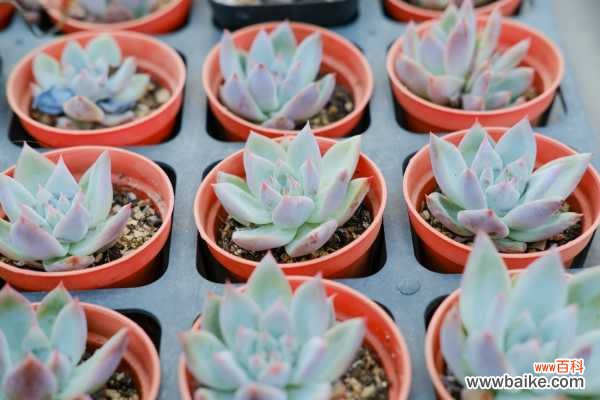 DIY多肉小盆栽