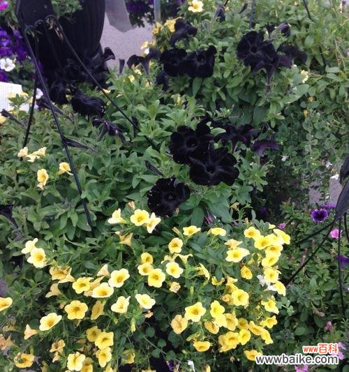 探索黑色曼陀罗花的花语与魅力 黑色曼陀罗花