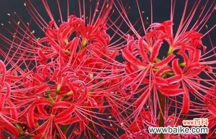 探索黑色曼陀罗花的花语与魅力 黑色曼陀罗花