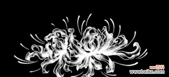 黑色曼陀罗花的象征意义与奇幻故事 黑色曼陀罗花的神秘与传说