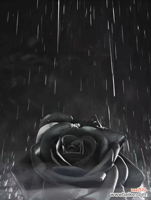 揭开黑色玫瑰背后的神秘面纱 黑色玫瑰