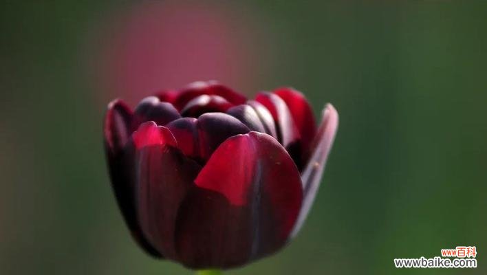探索黑郁金香的意义和美丽 以黑郁金香花语的魅力