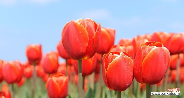 探索黑郁金香的意义和美丽 以黑郁金香花语的魅力