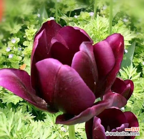 探索黑郁金香的意义和美丽 以黑郁金香花语的魅力