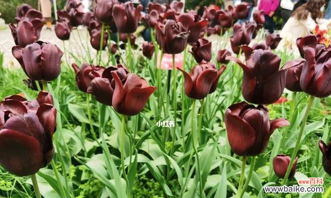 花开无声 黑色郁金香