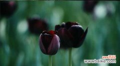 花开无声 黑色郁金香