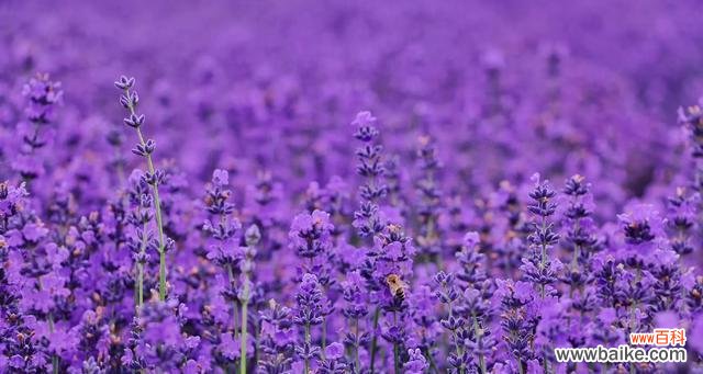 探寻黑紫色马蹄莲的深意与美丽 黑紫色马蹄莲花的花语