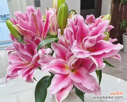 红百合花语的深刻寓意与美丽故事 红百合花语