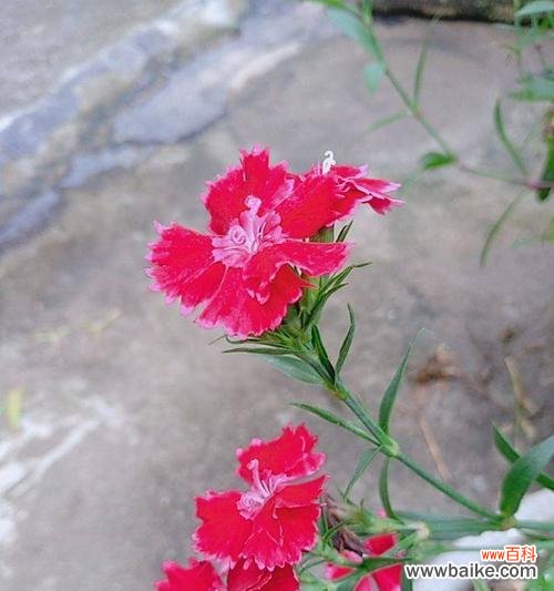 绽放在心间的浪漫与欢乐 红丁香花语