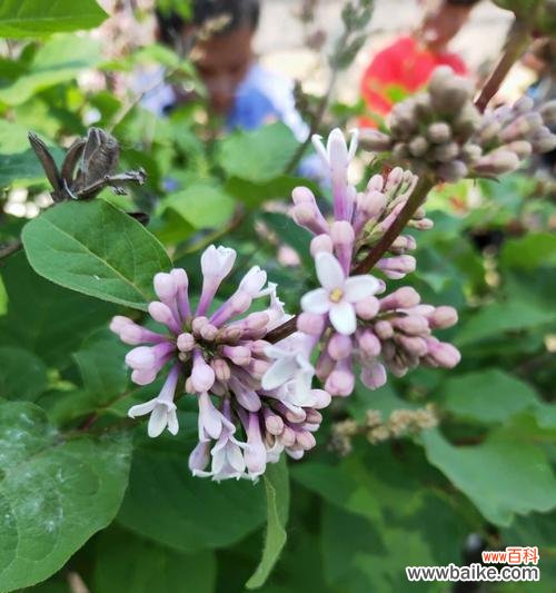 传递爱情和希望的花语之红丁香 红丁香的象征寓意