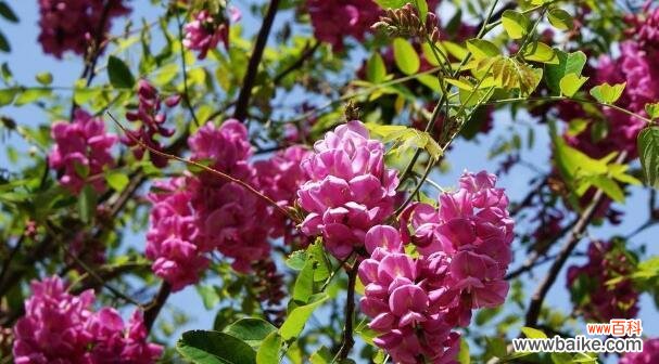 红花刺槐花语的传承与魅力 红花刺槐花语