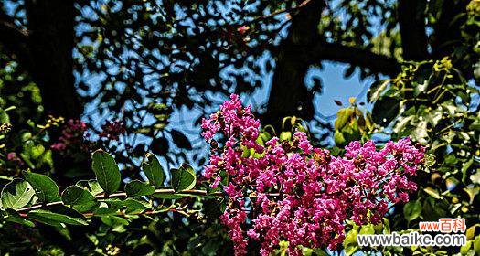 红花刺槐花语的传承与魅力 红花刺槐花语