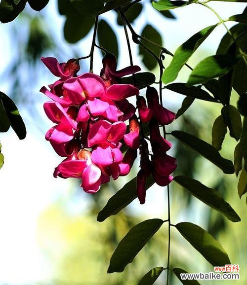 红花刺槐花语的传承与魅力 红花刺槐花语