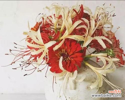 以花为媒 红花石蒜花语