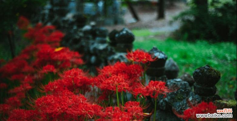 以花为媒 红花石蒜花语