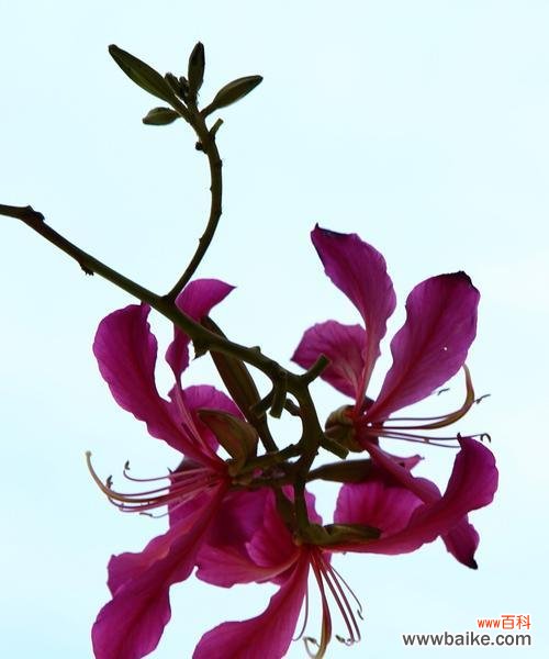 美丽之花绚烂之语 红花羊蹄甲的花语与传说