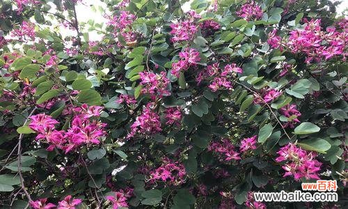 美丽之花绚烂之语 红花羊蹄甲的花语与传说