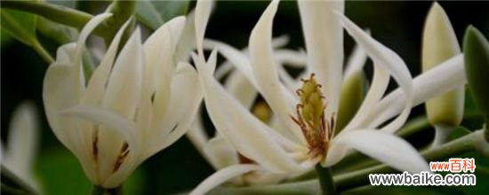 白兰和黄兰哪个名贵