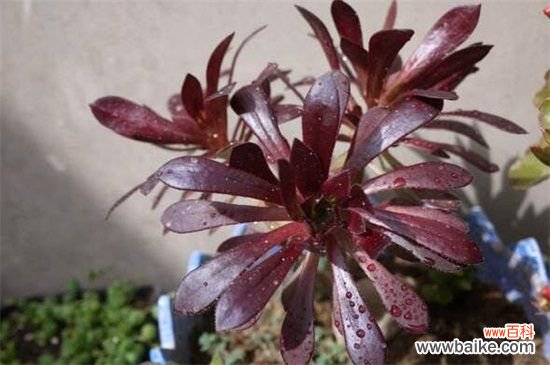 黑法师掉叶子怎么办