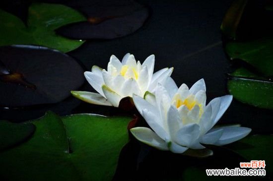 莲花的别称有哪些