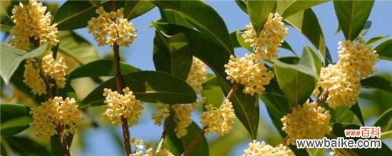 秋天第一香的花是什么花