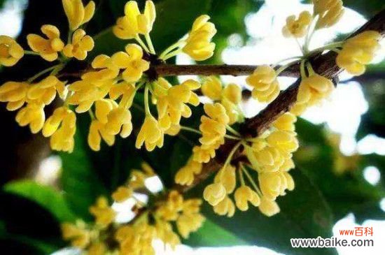 秋天第一香的花是什么花