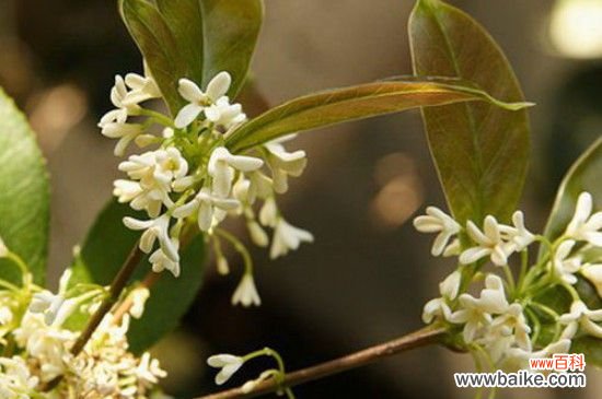 秋天第一香的花是什么花