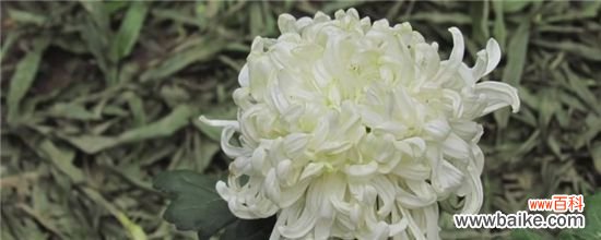 菊花长得太高能剪掉吗