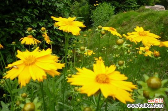 菊花枝头太重怎么办?菊花枝头太重的解决方法