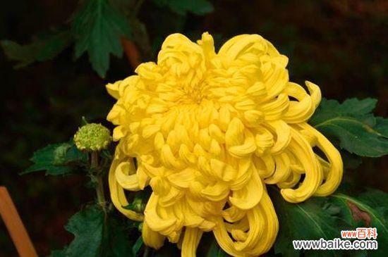 菊花枝头太重怎么办?菊花枝头太重的解决方法