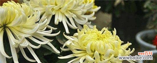 徒长了的菊花怎么修剪